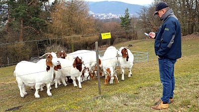 Smart Farm fencee protects animals in the Sheep and Goat Farmers' Association